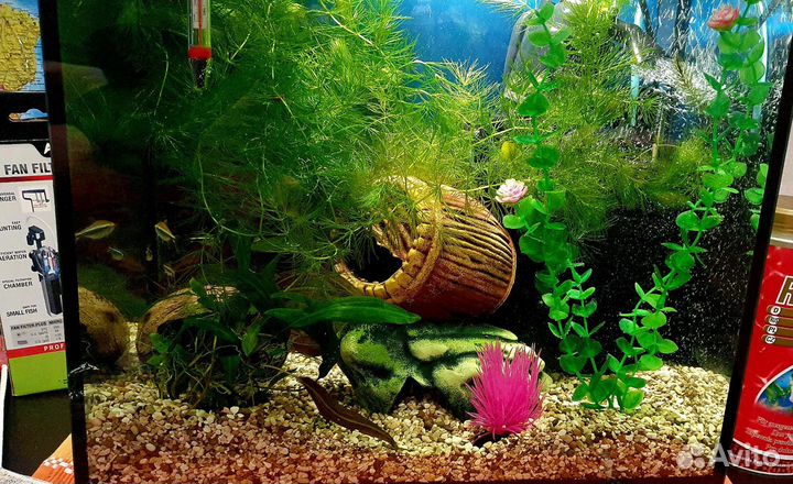 Аквариум 30 л с неонами и креветками