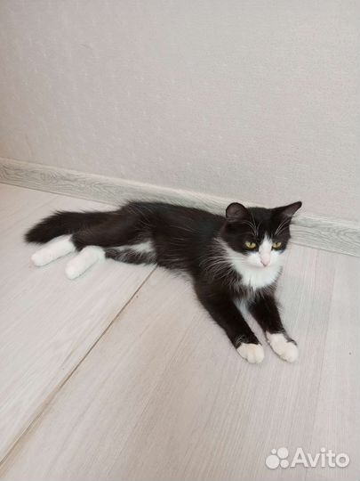 Кошка