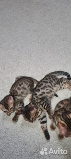 Бенгальские котята