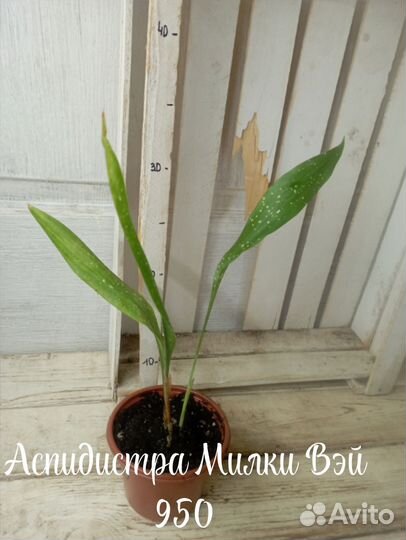 Комнатные цветы растение Аспидистра Милки Вэй