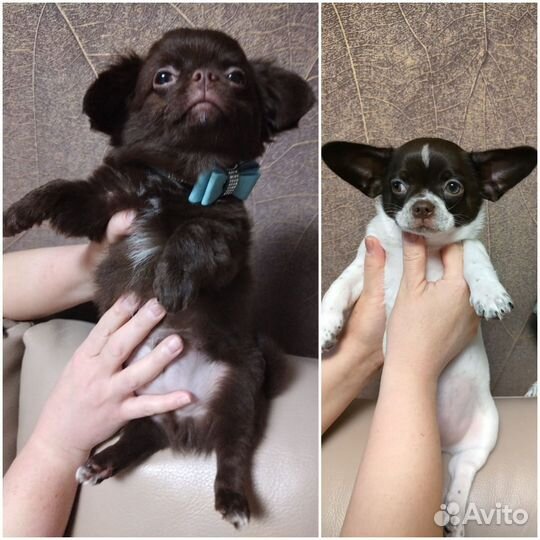 Щенки чихуахуа