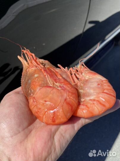 Огромная Гребенчатая Креветка Ботан Эйби