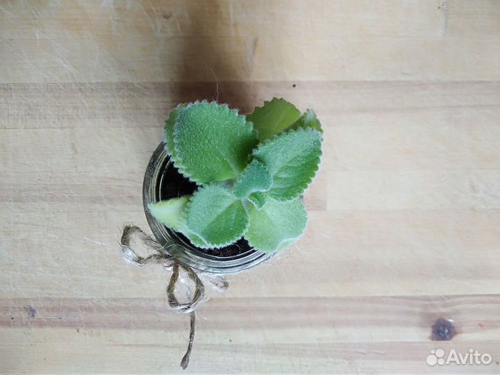 Комнатная мята