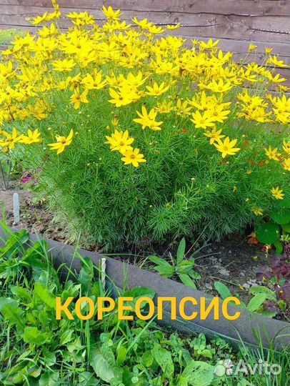 Многолетники для сада, цветы