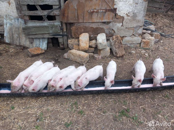 Продаются поросята возраст 1 месяц цена договорная