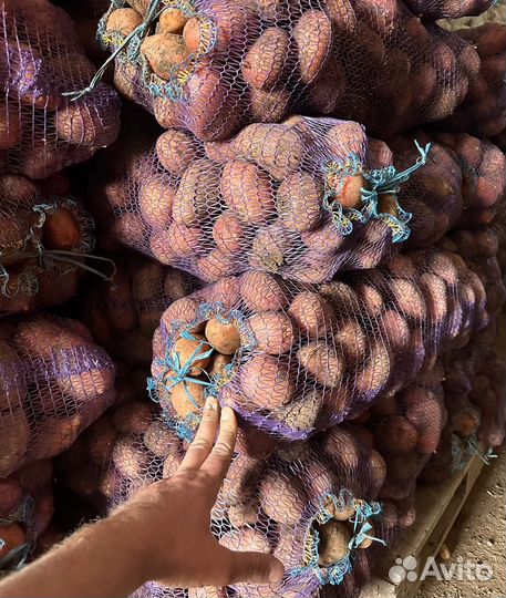 Картофель оптом морковь свеклу капусту лук