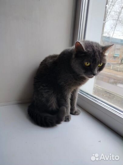 Британка со сложным характерам.Ответственным людям