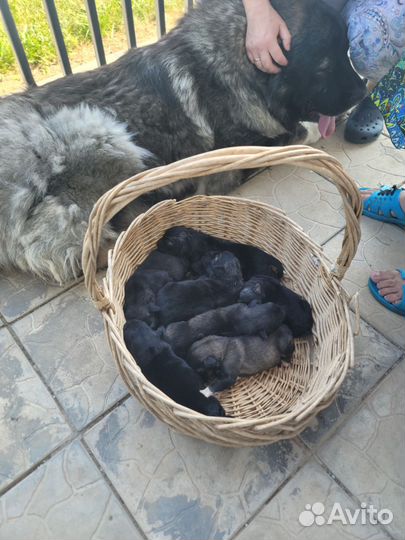 Щенки Кавказской Овчарки чистопородные