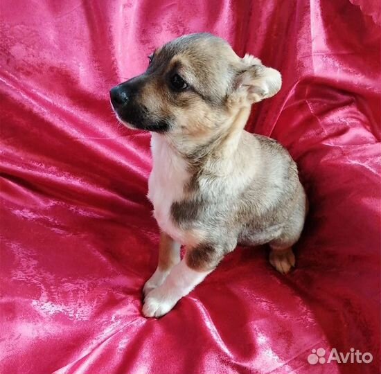 Щенок мальчик