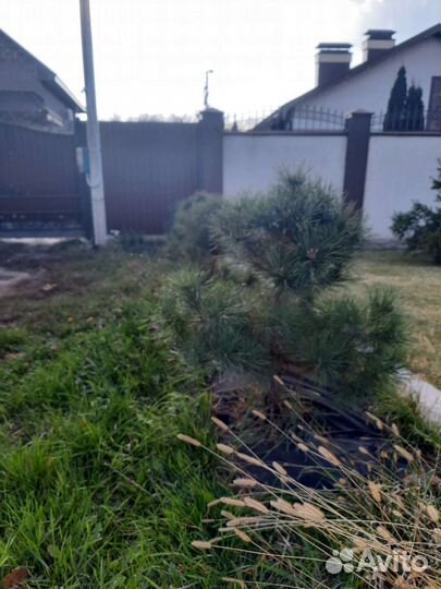 Сосна черная