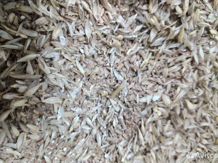 Продажа зерно отходов из пшеницы