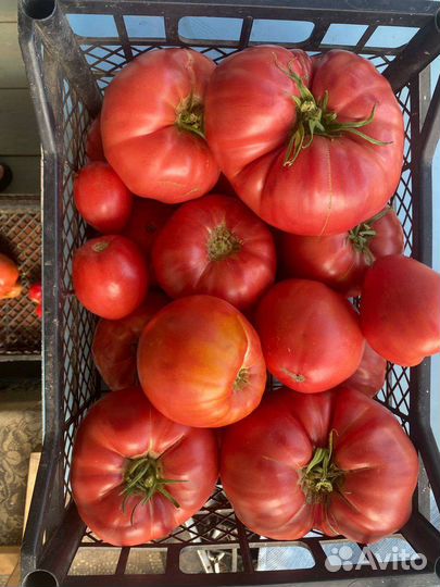 Помидора со своего огорода