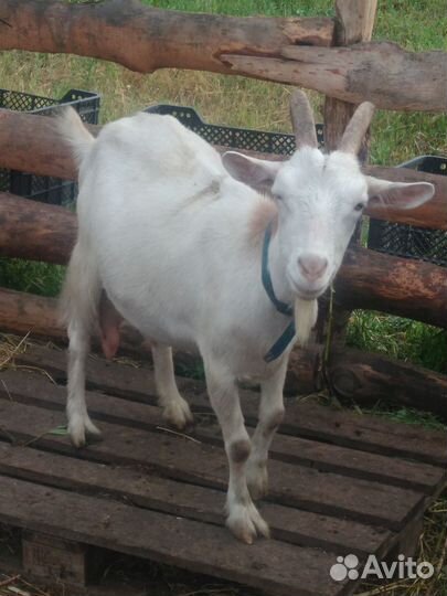 Козы дойные