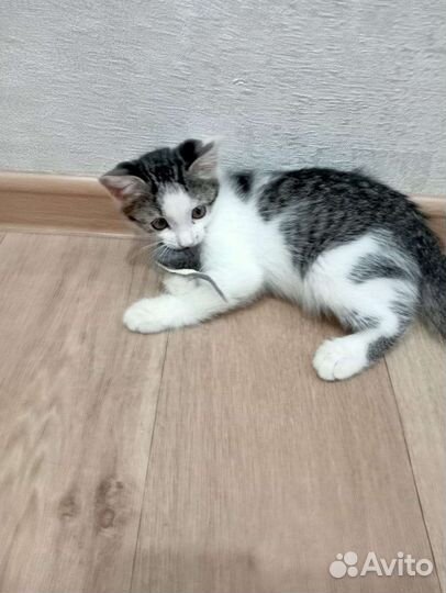 Котенок девочка бесплатно