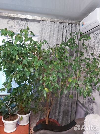 Фикус бенджамина