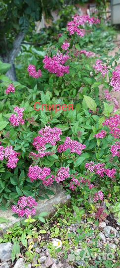 Декоративные деревья и кустарники