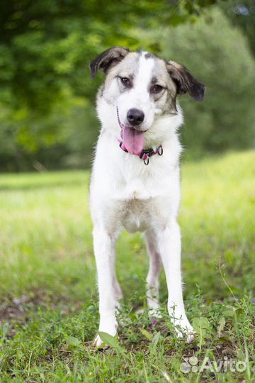 Активная собака в добрые руки