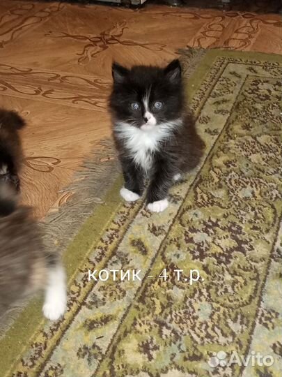 Котята курильского бобтейла