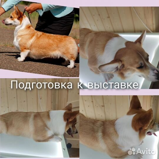 Стрижка собак и кошек Грумер Зоосалон