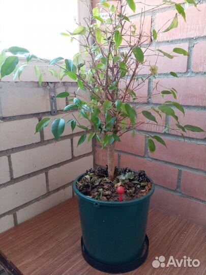 Фикус Бенджамина ствол 