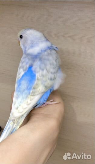 Попугай 3/4 чех