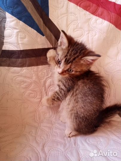 Котенок в добрые руки