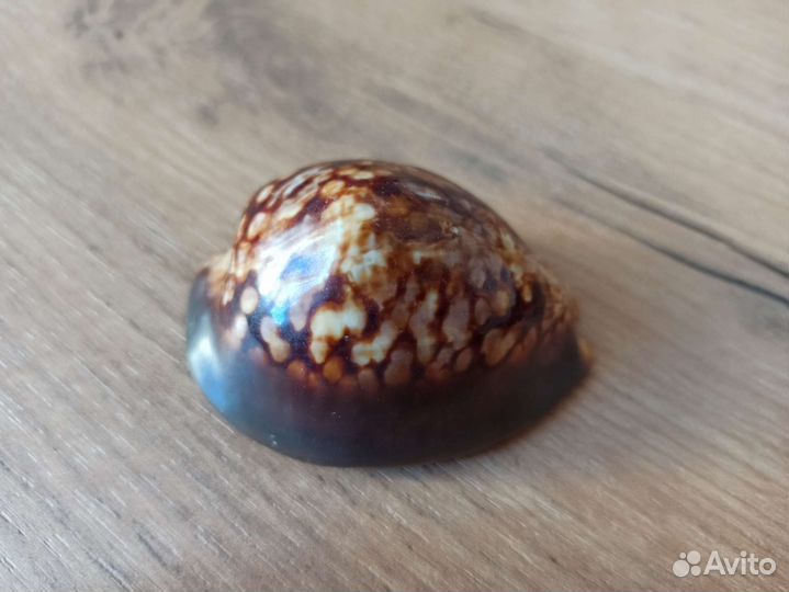 Морская раковина