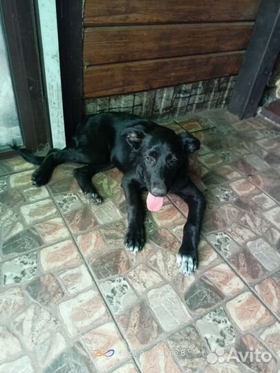 Щенок в добрые руки