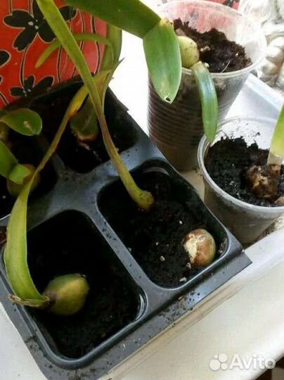 Гиппеаструм