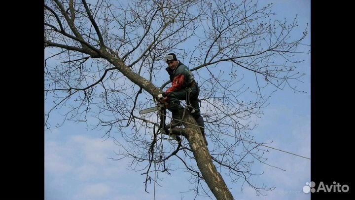 Спил деревьев