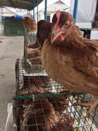 Молодые куры несушки от 4.5-5.5 месяцев