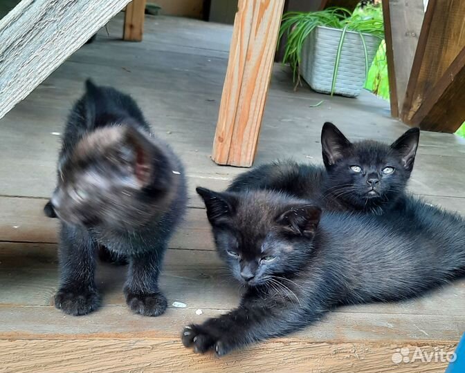 Котята в добрые руки