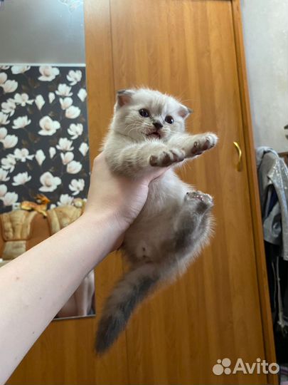 Шотландская вислоухая