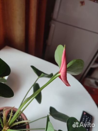 Комнатные цветы антуриум