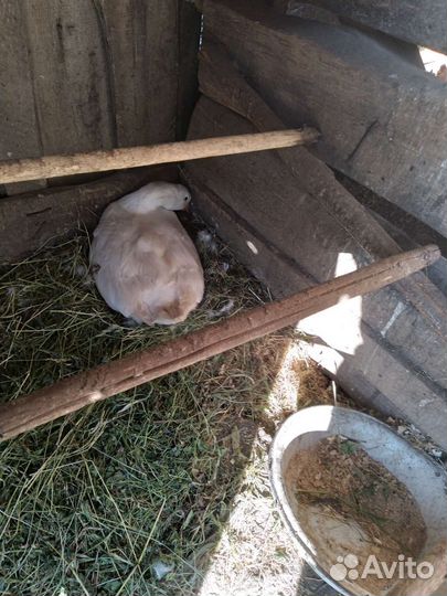 Домашнии гуси Линда и серый крупный