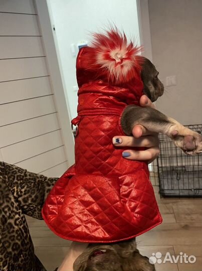 Одежда для собак