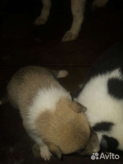 Щенки лайки