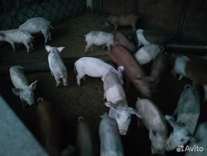 Поросята