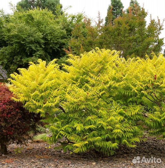 Сумах Тигровый глаз зкс Почта/Сдек