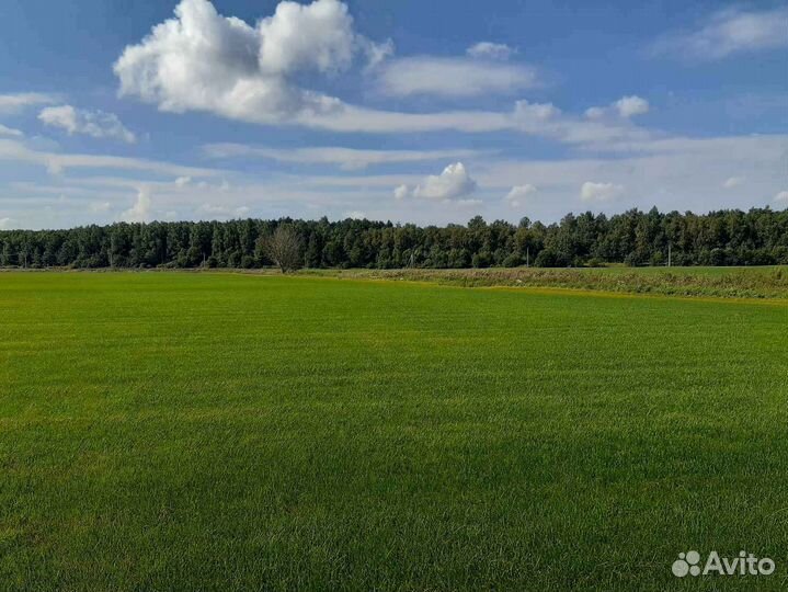 Рулонный газон элитный