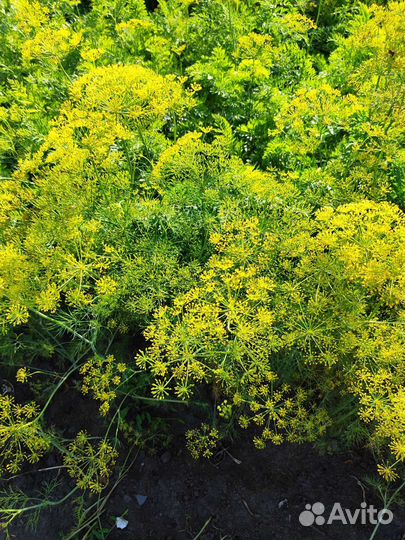 Укроп, мята, мелисса лимонная