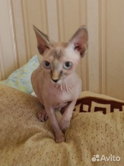 Канадский сфинкс