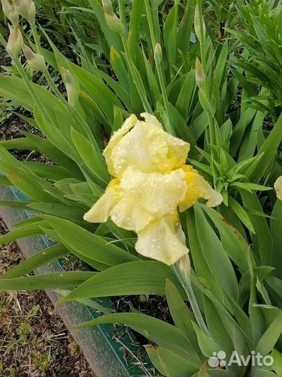 Ирисы бородатые