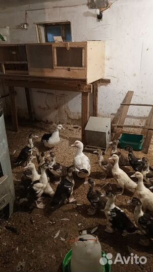 Мускусные утки индоутки индоутята