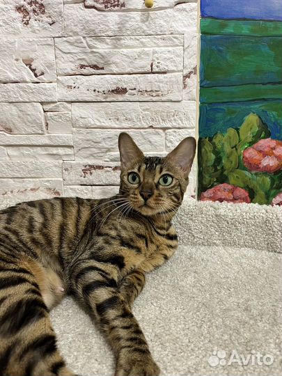 Бенгальская кошка