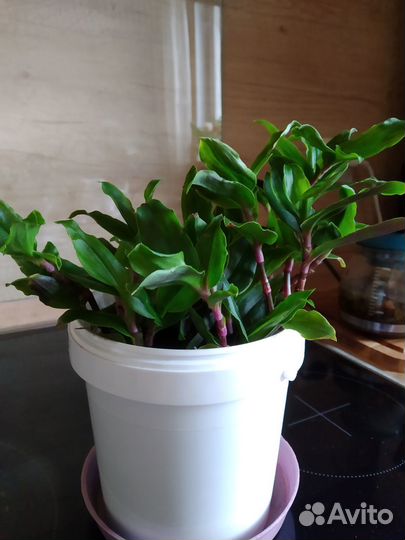 Традесканция и фикус за шоколад