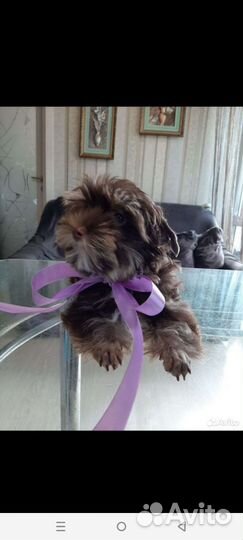 Йоркширский терьер