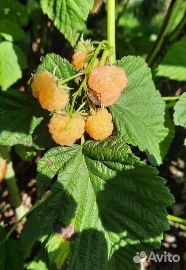 Саженцы малины