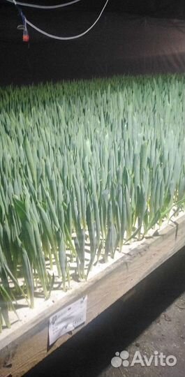 Тюльпаны оптом