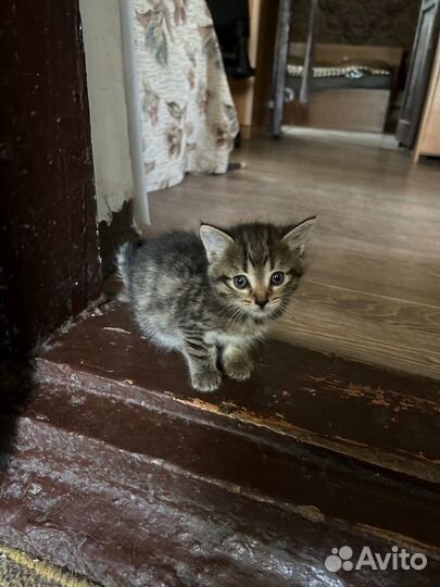 Котята